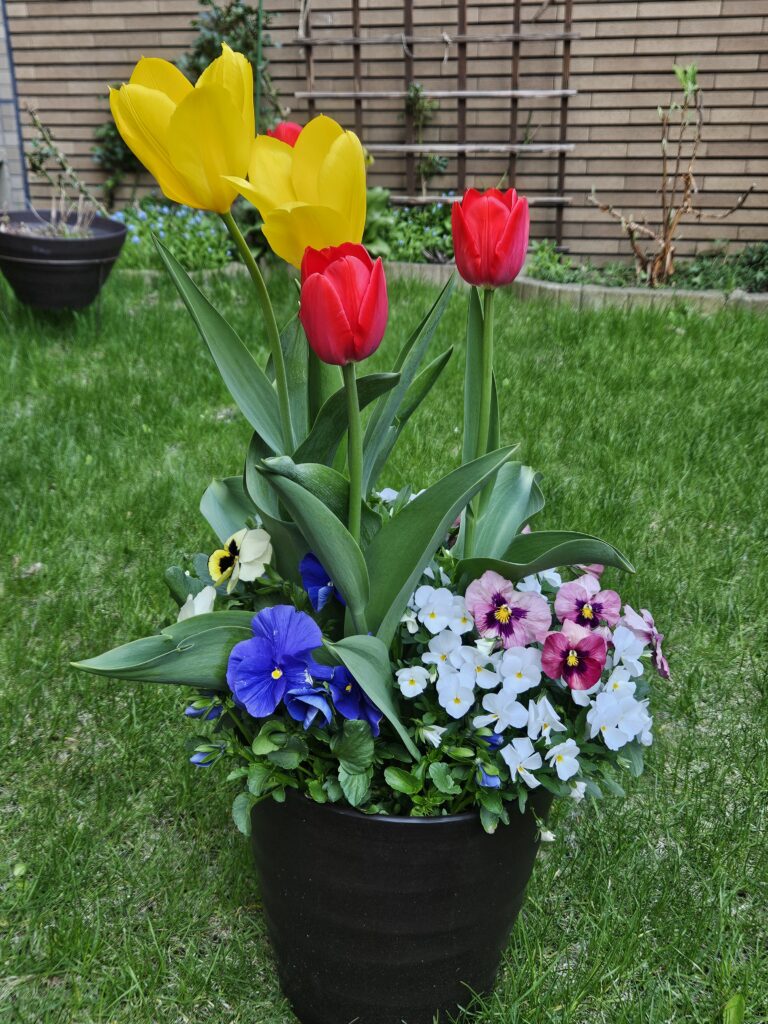 チューリップ・パンジー・ビオラ2025.5.7　投稿